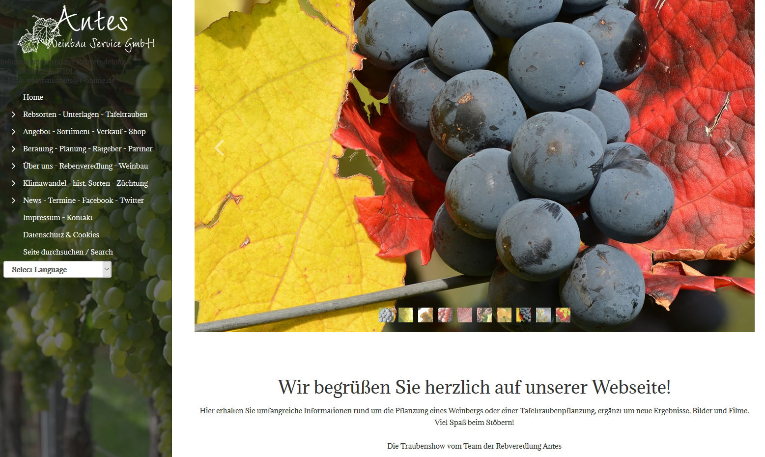 Rebenveredlung Antes - 64646 Heppenheim